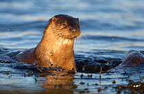 European river otter (Lutra lutra) swimming in shallow water, Isle of Mull, Inner Hebrides, Scotland, UK, December