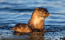 Two European river otters (Lutra lutra) swimming in shallow water, Isle of Mull, Inner Hebrides, Scotland, UK, December. Did you know? 12% of breeding otters in the UK live in the Shetland Isles.