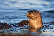 European river otter (Lutra lutra) swimming in shallow water, Isle of Mull, Inner Hebrides, Scotland, UK, December