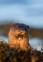 European river otter (Lutra lutra) portrait, Isle of Mull, Inner Hebrides, Scotland, UK, December