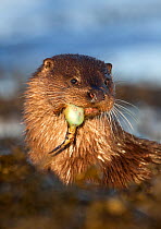 European river otter (Lutra lutra) resting amongst seaweed eating fish, Isle of Mull, Inner Hebrides, Scotland, UK, December