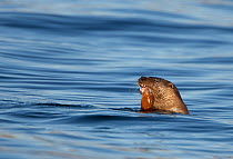 European river otter (Lutra lutra) eating fish in the water, Isle of Mull, Inner Hebrides, Scotland, UK, December