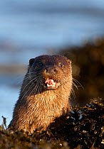 European river otters (Lutra lutra) resting in sea weed, with mouth open, Isle of Mull, Inner Hebrides, Scotland, UK, December
