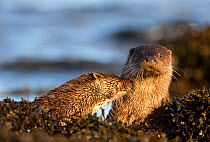 Two European river otters (Lutra lutra) resting in sea weed, grooming each other, Isle of Mull, Inner Hebrides, Scotland, UK, December