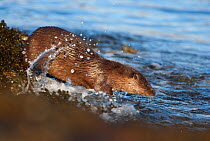 European river otter (Lutra lutra) running into the water, Isle of Mull, Inner Hebrides, Scotland, UK, December