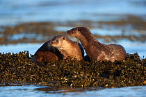 Two European river otters (Lutra lutra) resting in sea weed, Isle of Mull, Inner Hebrides, Scotland, UK, December