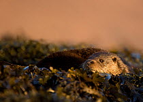 European river otter (Lutra lutra) resting in sea weed, Isle of Mull, Inner Hebrides, Scotland, UK, December