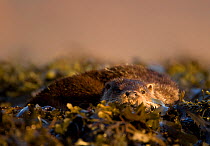 European river otters (Lutra lutra) resting in sea weed, Isle of Mull, Inner Hebrides, Scotland, UK, December