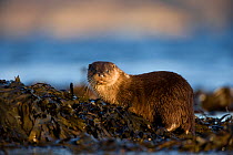 European river otter (Lutra lutra), Isle of Mull, Inner Hebrides, Scotland, UK, December