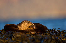 Two European river otters (Lutra lutra) resting amongst the seaweed, Isle of Mull, Inner Hebrides, Scotland, UK, December