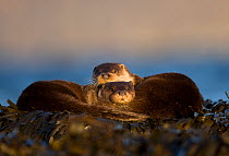 Two European river otters (Lutra lutra) resting amongst seaweed, Isle of Mull, Inner Hebrides, Scotland, UK, December