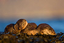 Three European river otters (Lutra lutra) resting amongst seaweed, Isle of Mull, Inner Hebrides, Scotland, UK, December