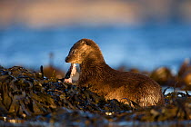 European river otter (Lutra lutra) eating fish amongst seaweed, Isle of Mull, Inner Hebrides, Scotland, UK, December