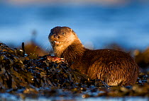 European river otter (Lutra lutra) eating fish, resting on seaweed, Isle of Mull, Inner Hebrides, Scotland, UK, December