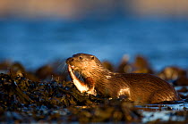 European river otter (Lutra lutra) eating fish on seaweed , Isle of Mull, Inner Hebrides, Scotland, UK, December