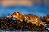 European river otter (Lutra lutra) eating fish, resting on seaweed, Isle of Mull, Inner Hebrides, Scotland, UK, December