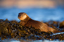 European river otter (Lutra lutra) resting resting on seaweed, Isle of Mull, Inner Hebrides, Scotland, UK, December