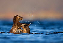 European river otters (Lutra lutra) play fighting in the water, Isle of Mull, Inner Hebrides, Scotland, UK, December