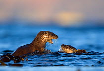 European river otters (Lutra lutra) play fighting in the water, Isle of Mull, Inner Hebrides, Scotland, UK, December
