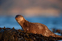 European river otter (Lutra lutra) resting ion seaweed, Isle of Mull, Inner Hebrides, Scotland, UK, December