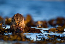 European river otter (Lutra lutra) eating fish on seaweed, Isle of Mull, Inner Hebrides, Scotland, UK, December