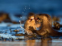 Two European river otters (Lutra lutra) fighting over a fish, Isle of Mull, Inner Hebrides, Scotland, UK, December