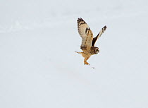 Short-eared owl (Asio flammeus) standing in snow stretching its wings, Worlaby Carr, Lincolnshire, England, UK, December