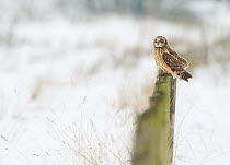 Short-eared owl (Asio flammeus) perched on fence post in the snow, Worlaby Carr, Lincolnshire, England, UK, December