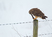 Short-eared owl (Asio flammeus) perched on a fence post eating a vole, Worlaby Carr, Lincolnshire, England, UK, December