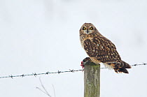 Short-eared owl (Asio flammeus) perched on a fence post with dead vole, Worlaby Carr, Lincolnshire, England, UK, December