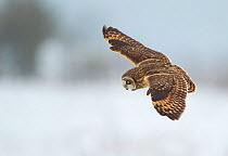 Short-eared owl (Asio flammeus) in flight, Worlaby Carr, Lincolnshire, England, UK, December