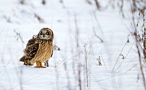 Short-eared owl (Asio flammeus) standing on the ground in the snow, Worlaby Carr, Lincolnshire, England, UK, December