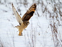 Short-eared owl (Asio flammeus) taking off, Worlaby Carr, Lincolnshire, England, UK, December