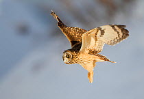 Short-eared owl (Asio flammeus) in flight. Worlaby Carr, Lincolnshire, England, UK, December, December December.