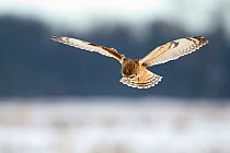 Short-eared owl (Asio flammeus) in flight, hunting, Worlaby Carr, Lincolnshire, England, UK, December