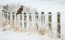 Short-eared owl (Asio flammeus) perched on a fence post, Worlaby Carr, Lincolnshire, England, UK, December