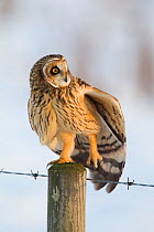 Short-eared owl (Asio flammeus) stretching its wing, Worlaby Carr, Lincolnshire, England, UK, December