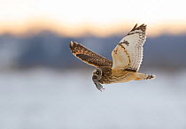 Short-eared owl (Asio flammeus) flying with dead vole held in its beak, Worlaby Carr, Lincolnshire, England, UK, December