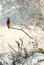 Short-eared owl (Asio flammeus) perched on a branch, Worlaby Carr, Lincolnshire, England, UK, December