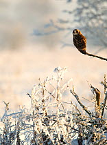 Short-eared owl (Asio flammeus) perched on a tree branch, Worlaby Carr, Lincolnshire, England, UK, December