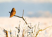 Short-eared owl (Asio flammeus) perched on a branch, Worlaby Carr, Lincolnshire, England, UK, December