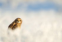 Short-eared owl (Asio flammeus) in the snow, Worlaby Carr, Lincolnshire, England, UK, December