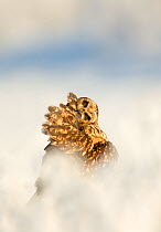 Short-eared owl (Asio flammeus) preening itself, Worlaby Carr, Lincolnshire, England, UK, December