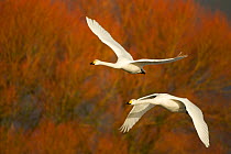 Whooper Swans (Cygnus cygnus) in flight. Caerlaverock WWT, Scotland, Solway, UK, January. Did you know? Whooper swans can migrate at an altitude of 8200m!
