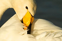 Whooper Swan (Cygnus cygnus) preening, Caerlaverock WWT, Scotland, Solway, UK, January. Did you know? Whooper swans are distinguishable from mute swans, by the yellow rather than orange patch on their...