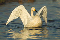 Whooper Swan (Cygnus cygnus) stretching its wings on water. Caerlaverock WWT, Scotland, Solway, UK, January.