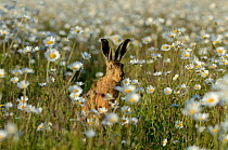 European hare (Lepus europaeus) in field of Ox-eye daisies (Leucanthemum vulgare) Norfolk, England, UK, June