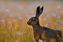 European hare (Lepus europaeus) in field with Ox-eye daisies, Norfolk, England, UK, June