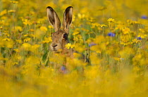 European hare (Lepus europaeus) in set aside field seeded with Corn Marigolds (Chrysanthemum segetum), Norfolk, England, UK, September. Did you know? The first time Hares were bred in captivity was 19...