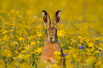 European hare (Lepus europaeus) in set aside field seeded with Corn Marigolds (Chrysanthemum segetum), Norfolk, England, UK, September. Did you know? Hares are the fastest UK land mammal, sprinting at...